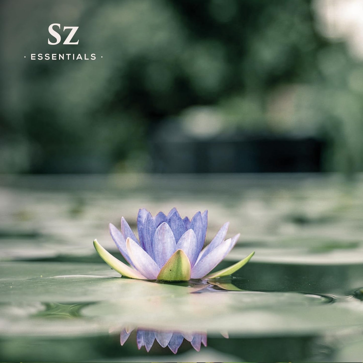 Blue Lotus Essential Oil 100% Pure, Undiluted Oil - Extracted from Nymphaea Caerulea - Rich & Sweet Scent with Fruity Overtones - Therapeutic Grade & Vegan - 0.17oz (5ml)