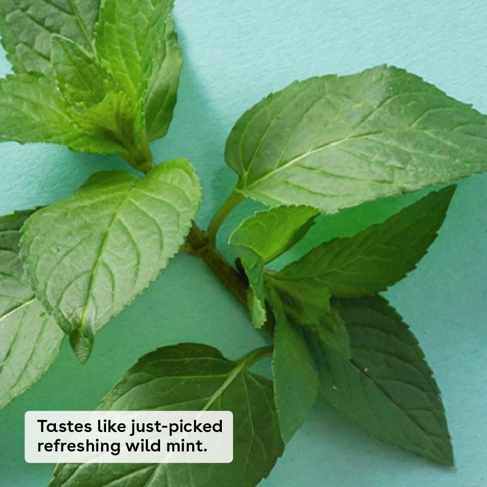 eos 100% Natural & Organic Lip Balm- Sweet Mint, Dermatologist Recommended, All-Day Moisture Lip Care, Made for Sensitive Skin, 0.14 oz