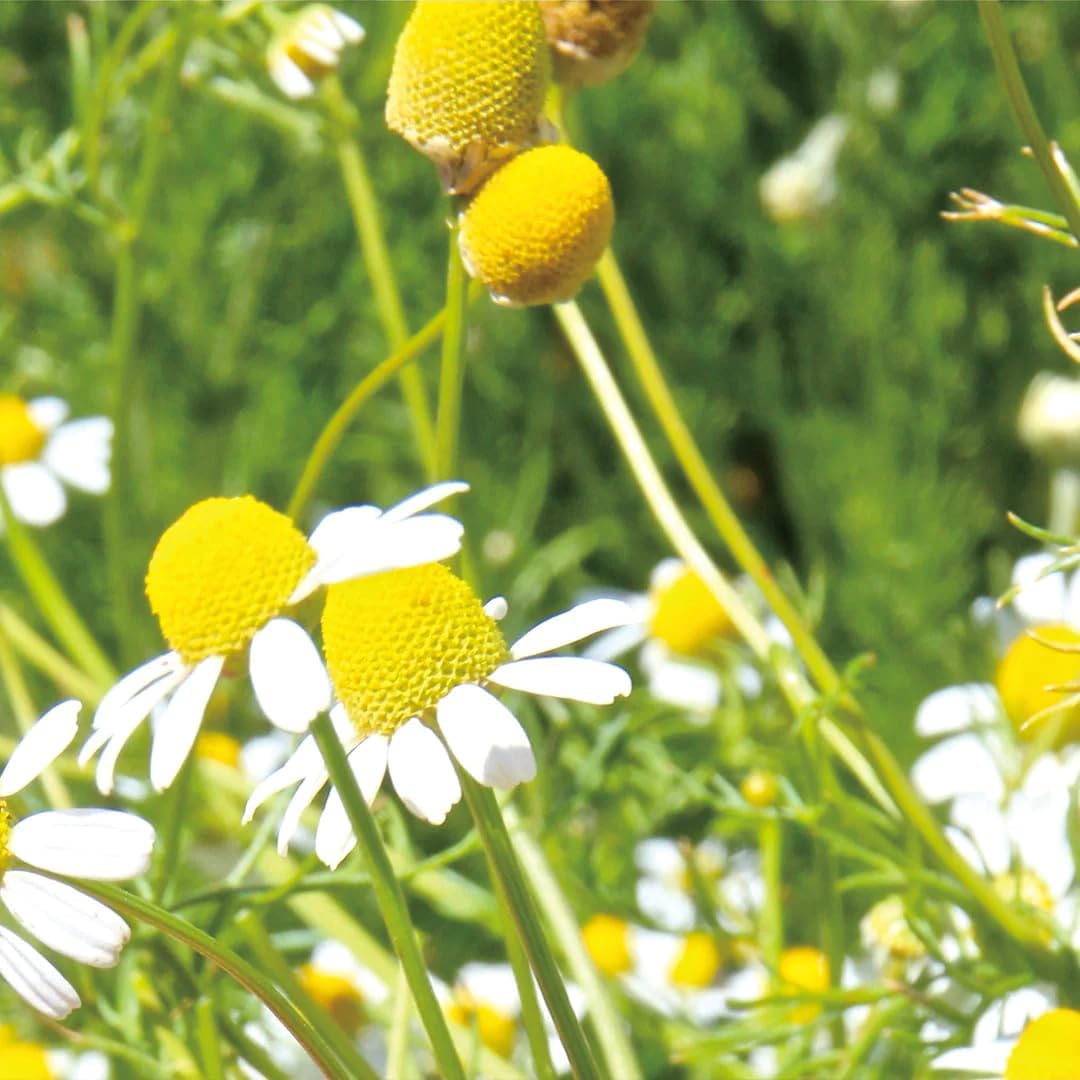 Aromatics International German Chamomile Hydrosol 100ml | Soothing Aromatic Spray for Home