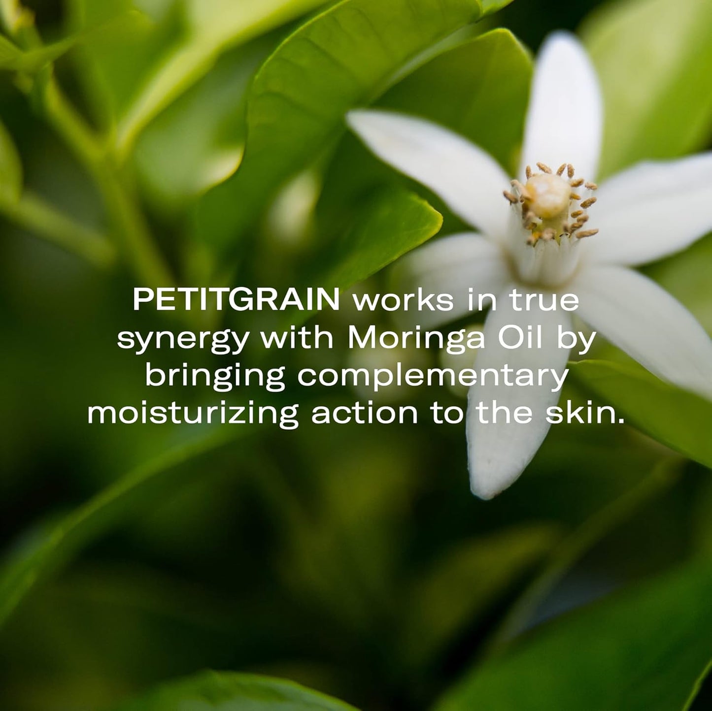 Odacité Hydrating Serum Concentrate with Moringa + Petitgrain - Serum for Very Dry Skin - Face Oil Concentrate for Moisturizing & Hydrating Dry Skin or Chapped & Cracked Skin - 0.17 fl. Oz