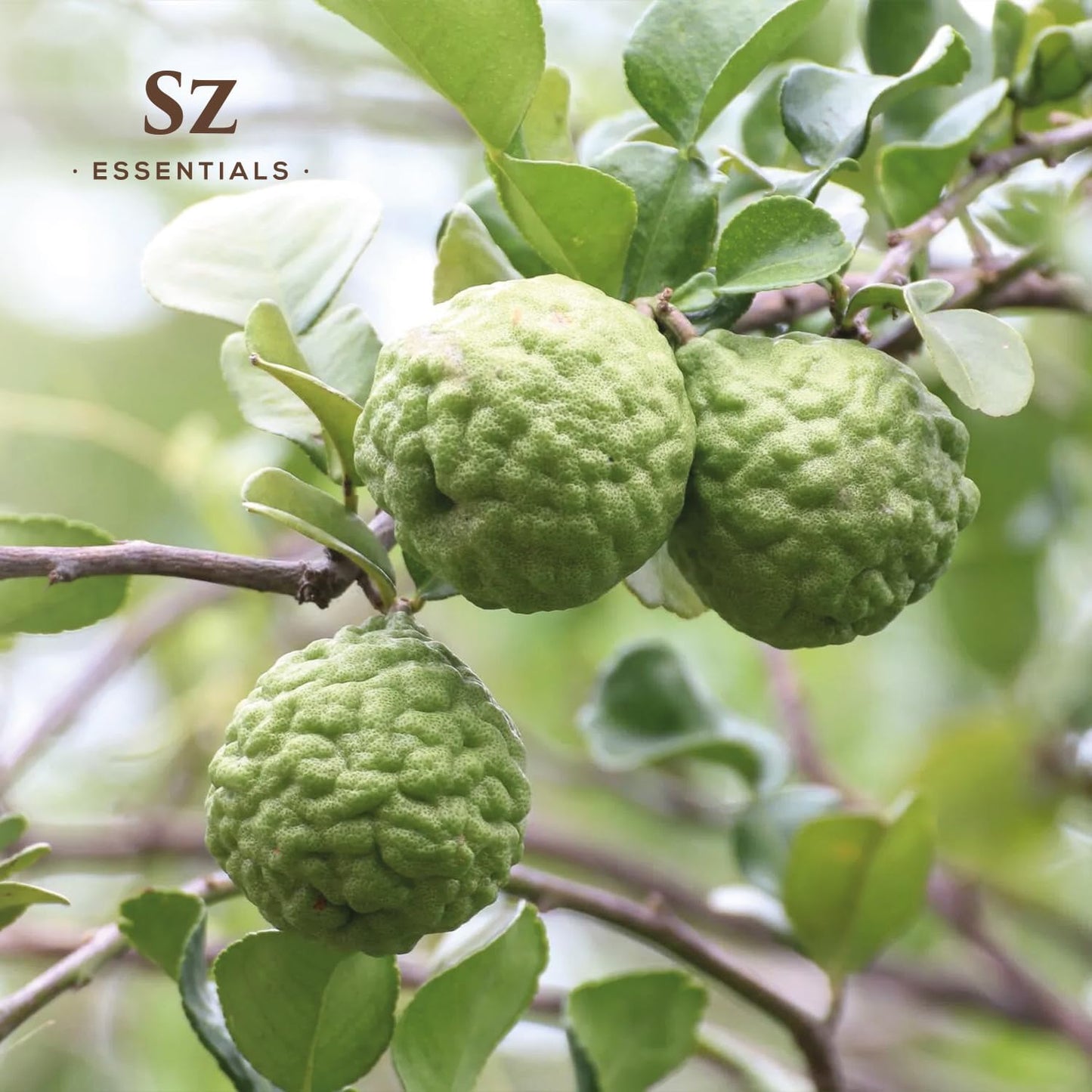 Kaffir Lime Leaf Essential Oil -100% Pure and Undiluted - Extracted from Citrus Hystrix Leaves - Earthy & Citrusy Scent with Fruity Overtones - Therapeutic Grade & Vegan - 0.17oz (5ml)